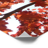 Poster Branches d'érable rouge Couleurs d'automne (Coin)
