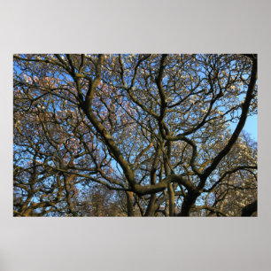 Poster Branches des arbres Magnolia