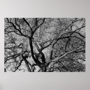 Poster Branches des arbres Magnolia