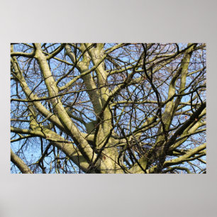 Poster Branches d'hiver illuminées