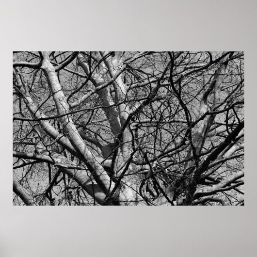 Poster Branches d'hiver illuminées (B&W) (Devant)