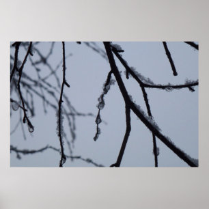 Poster Branches glacées Photographie de la nature en hive