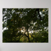 Poster Branches japonaises IV (Devant)