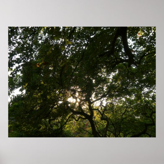 Poster Branches japonaises IV (Devant)