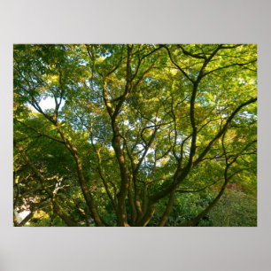 Poster Branches japonaises VI