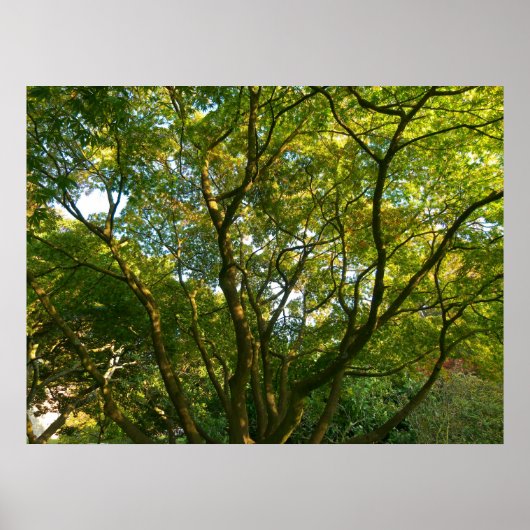 Poster Branches japonaises VI (Devant)