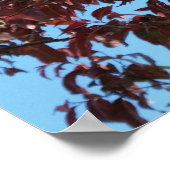 Poster branches rouges sous le ciel bleu (Coin)