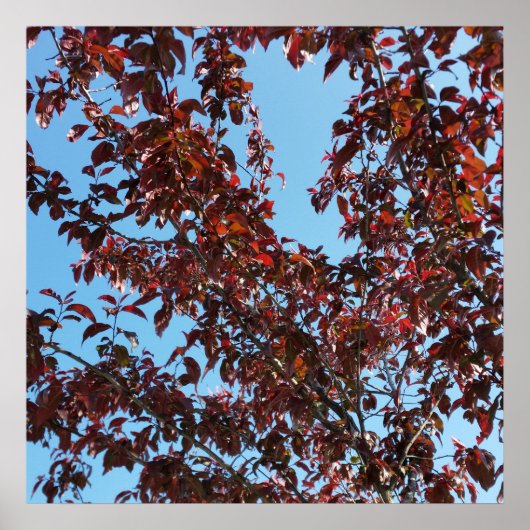 Poster branches rouges sous le ciel bleu (Devant)