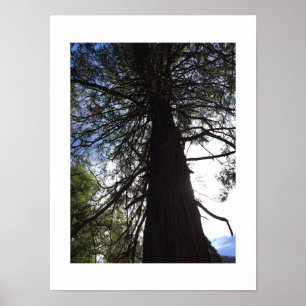 Poster Branches torsadées Yosemite Green Color Photograph