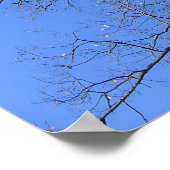 Poster Branches vers le ciel (Coin)