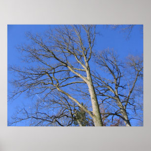 Poster Branches vers le ciel