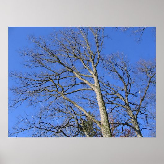 Poster Branches vers le ciel (Devant)
