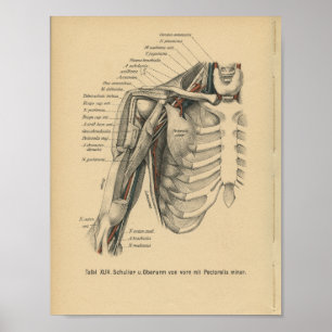 Poster Bras d'épaule d'impression d'anatomie d'Allemand