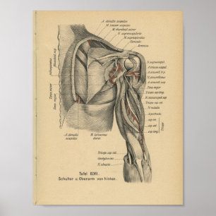 Poster Bras d'épaule d'impression d'anatomie d'Allemand