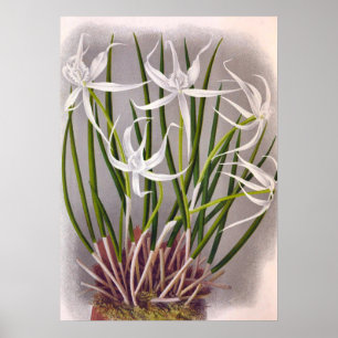 Poster Brassavola Cuculatta Vintage Orchidées blanches