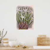 Poster Brassavola Cuculatta Vintage Orchidées blanches (Cuisine)