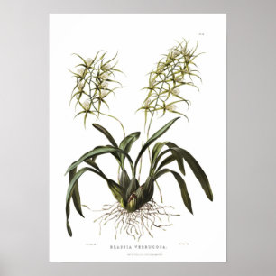 Poster Brassia verrucosa by Miss Drake.
