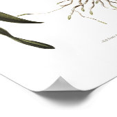 Poster Brassia verrucosa par Mlle Drake. (Coin)