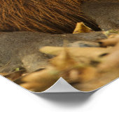 Poster Brésil, Pantanal, Matto Grosso. Capybara (Coin)