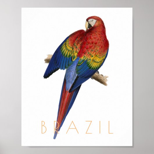 Poster Brésil vintage voyage Macaw oiseau mi-siècle (Devant)