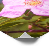 Poster Briar Rose (Coin)