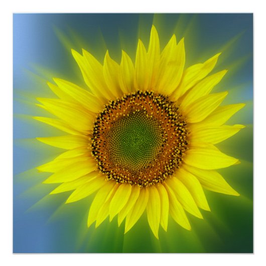 Poster briflower (Devant)
