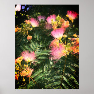 Poster Bright Mimosa Bloom