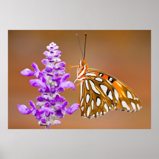 Poster Bright Orange Gulf Fritillary Butterfly (Devant)