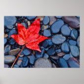 Poster Bright Red Fall Leaf (Devant)