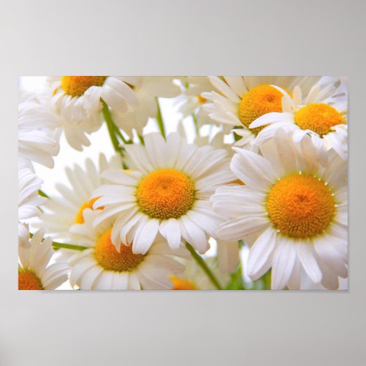 Poster Bright Summer Daisies (Devant)