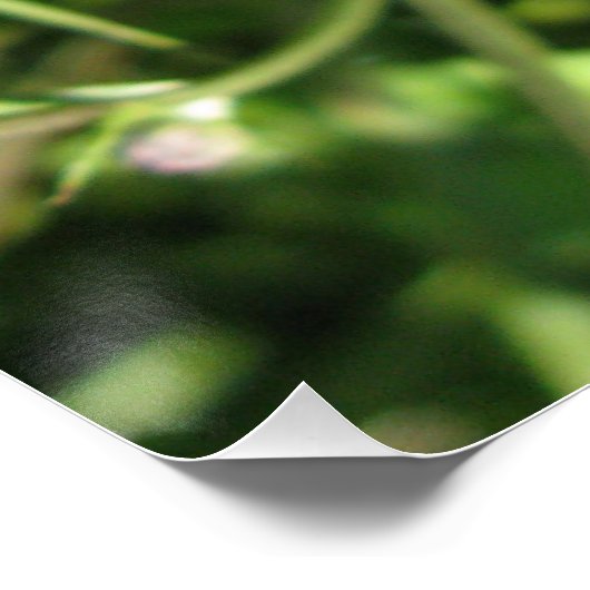 Poster brillant (Coin)