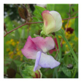 Poster brillant (Devant)