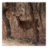 Poster brillant (Devant)