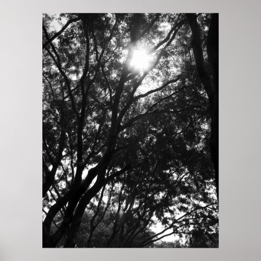 Poster Brillant dans les arbres (Devant)