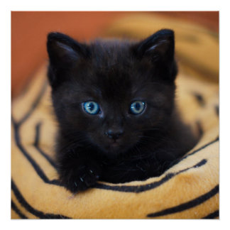 Poster brillant de chat noir