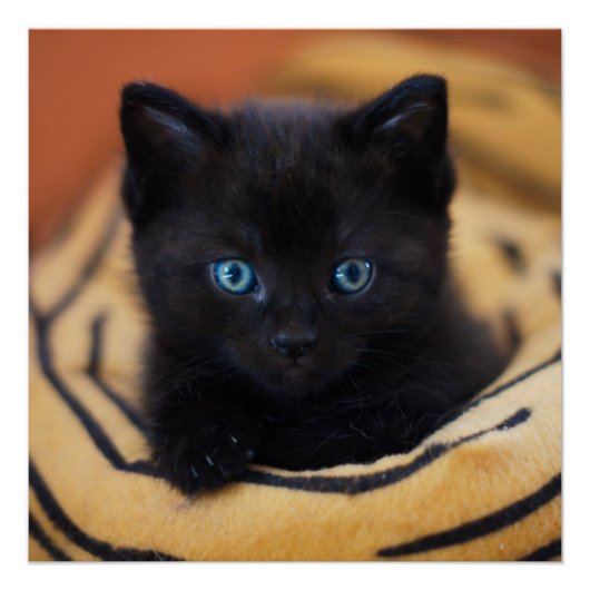 Poster brillant de chat noir (Devant)