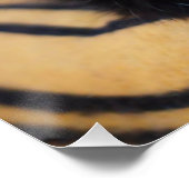 Poster brillant de chat noir (Coin)