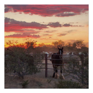 Poster brillant du Coucher de soleil du Cheval AZ