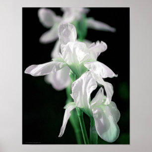 Poster Brillant Fleurs Iris Photographie Art