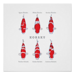 Poster brillant Kohaku Collection Carp