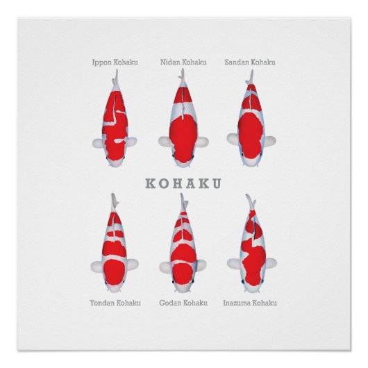 Poster brillant Kohaku Collection Carp (Devant)