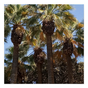 Poster brillant Palmiers