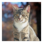 Poster Brin (Devant)