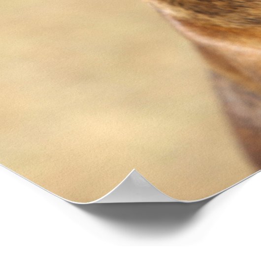 Poster Brindle Boxer Chien (Coin)