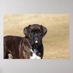 Poster Brindle Boxer Chien debout