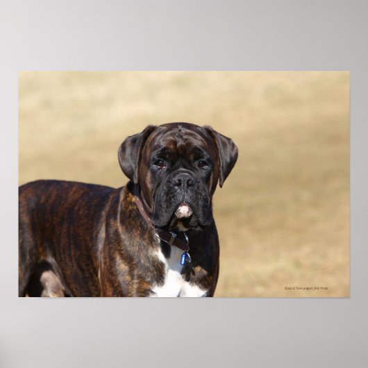 Poster Brindle Boxer Chien debout (Devant)