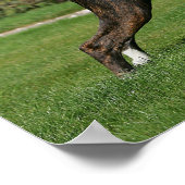 Poster Brindle Boxer Dog Show Stance (Coin)