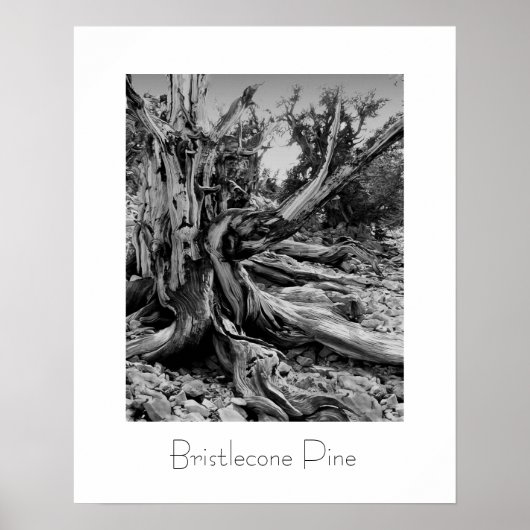 Poster Bristlecone (Devant)