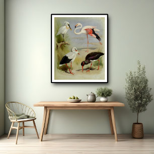 Poster British Birds, Illustrations D'Art