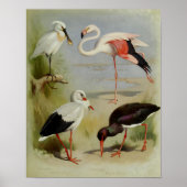 Poster British Birds, Illustrations D'Art (Devant)